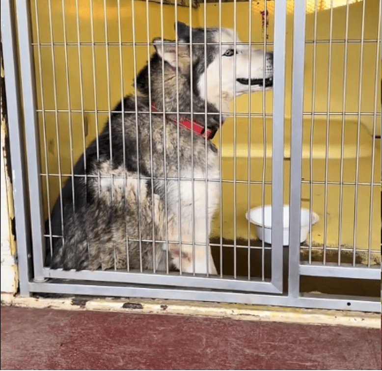 Depressed Senior Husky Who’d Cry Endlessly in Her Kennel Finally Lands Dream Home